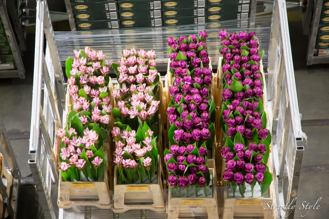 aalsmeer flower auction flora holland (13 of 39)